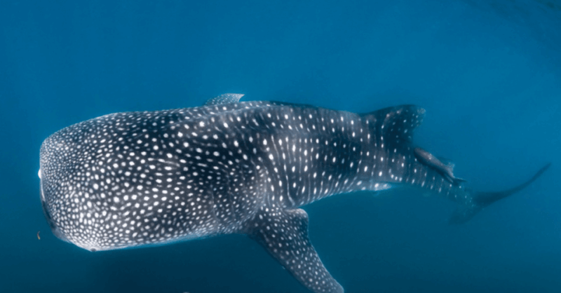 La Paz: Whale Sharks Snorkeling Tour - Guided by Expert Instructors