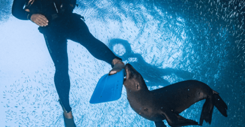 La Paz: Whale Sharks Snorkeling Tour - Snorkeling Equipment and Refreshments