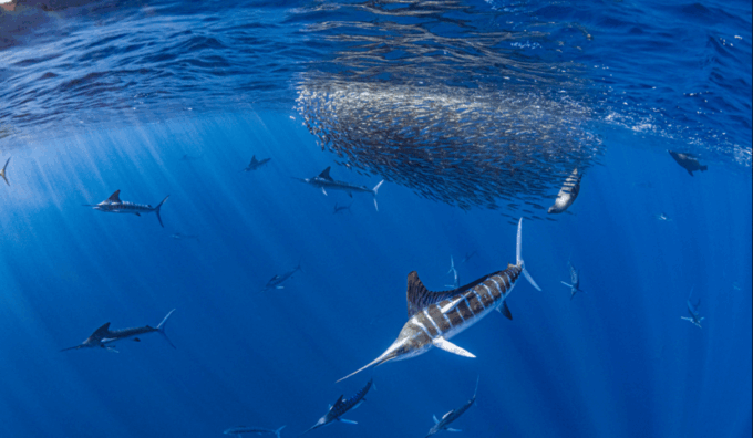 La Paz: Whale Sharks Snorkeling Tour - Conservation and Sustainability
