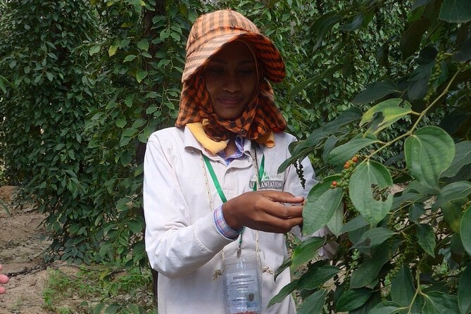 La Plantation Tour (Discovering Kampot Pepper) + Lunch - Guided Farm Exploration