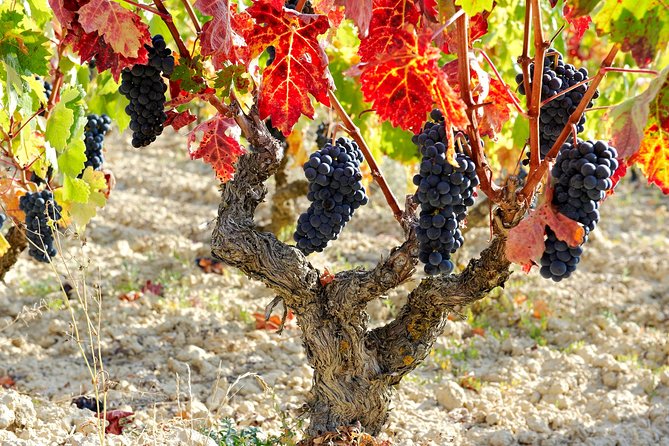 La Rioja Private Winery Visit With Wine Tasting and Lunch - Private Winery Experience