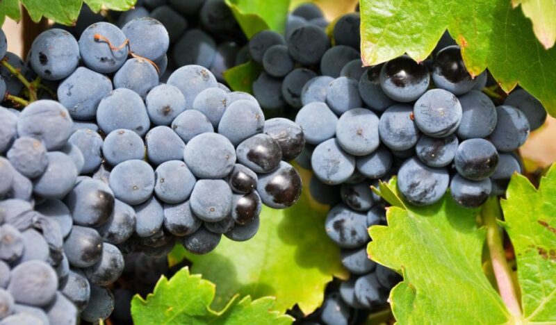 La Rioja Vineyards Private Tour From Bilbao (3 Vineyards) - Inclusions and Exclusions