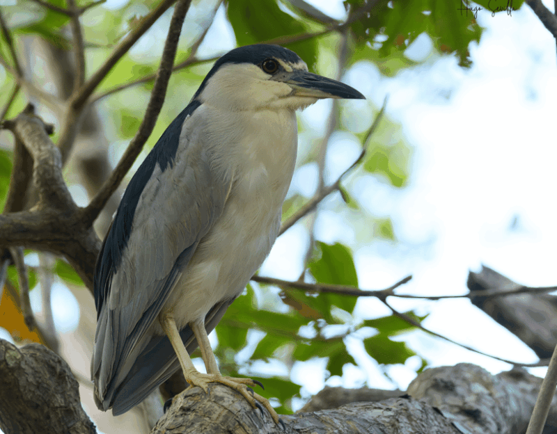 La Romana: Bird Watching From Casa De Campo - Locations and Trails