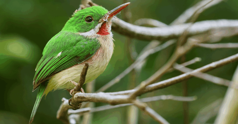 La Romana: Bird Watching From Casa De Campo - Wildlife and Biodiversity