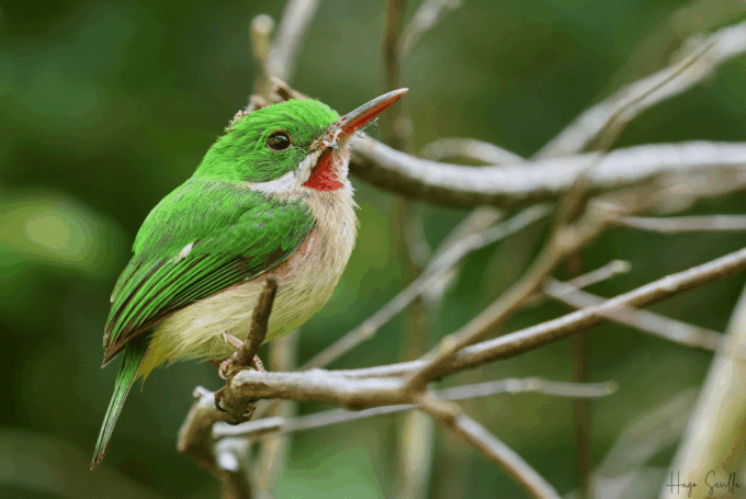 La Romana: Bird Watching From Casa De Campo - Recap