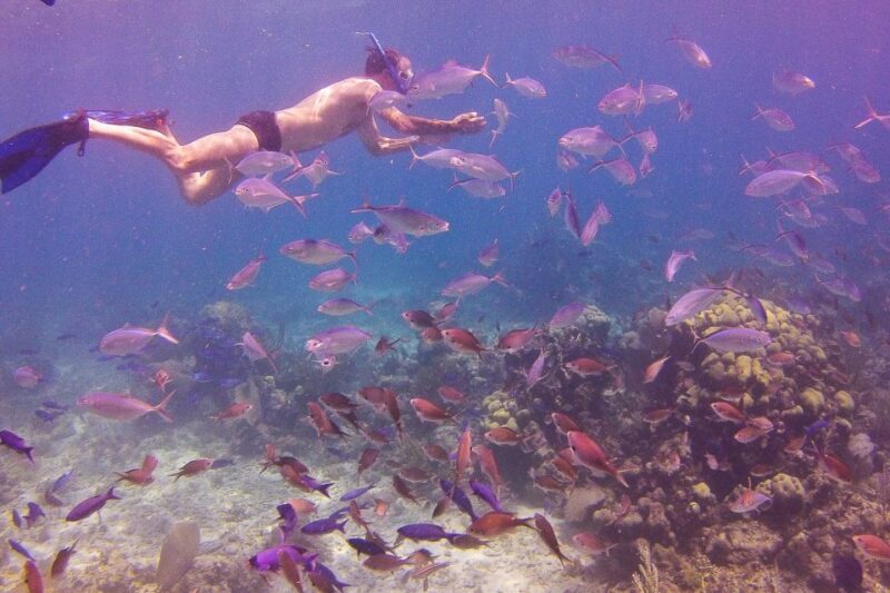 La Romana: Catalina Island Full-Day Snorkeling Tour - Important Information
