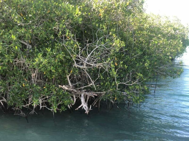 La Romana: Saona Island for Norwegian Sky Cruise Passengers - Key Points