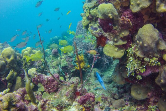 La Romana: Scuba Diving in Catalina Island - PADI Dive Certification