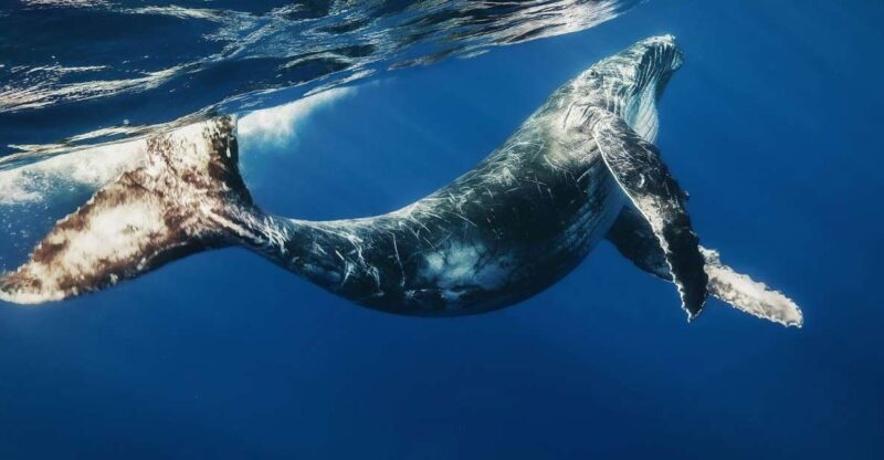 La Romana: Whale-Watching Cruise & Cayo Levantado Day Trip - Location and Duration