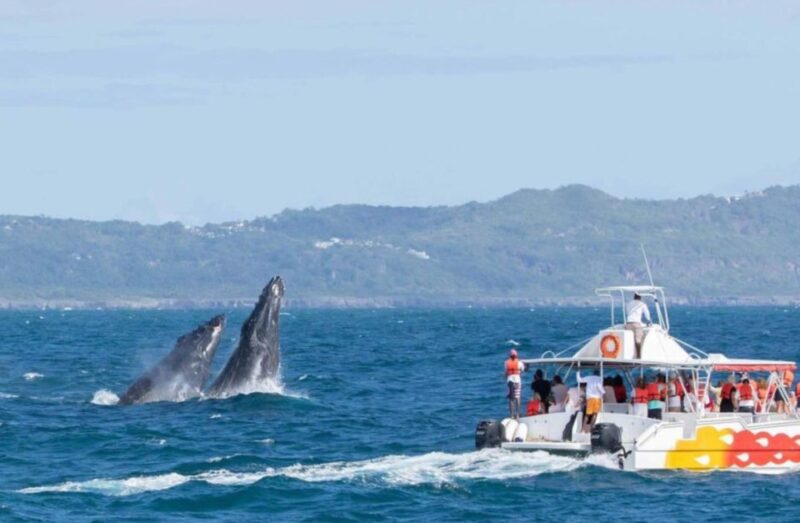 La Romana: Whale-Watching Cruise & Cayo Levantado Day Trip - Languages and Accessibility