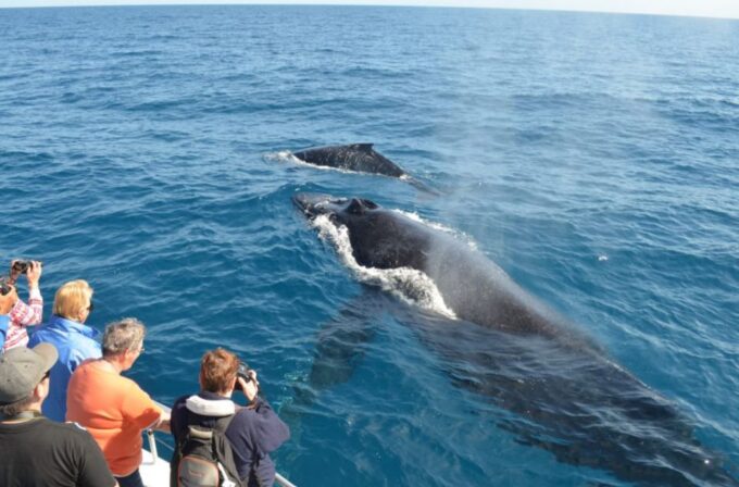 La Romana: Whale-Watching Cruise & Cayo Levantado Day Trip - Special Considerations