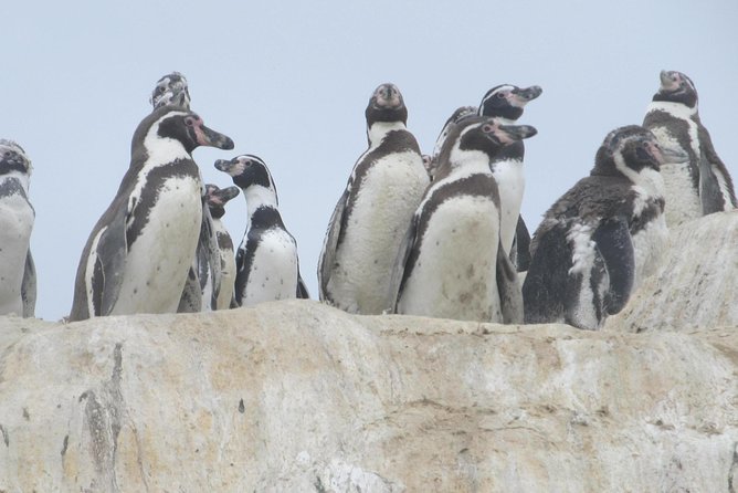 La Serena: Full Day to Damas Island & Humboldt Penguin National Reserve - Tour Overview