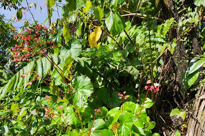 La Soufriere Volcano Adventure - Tips for a Successful Climb