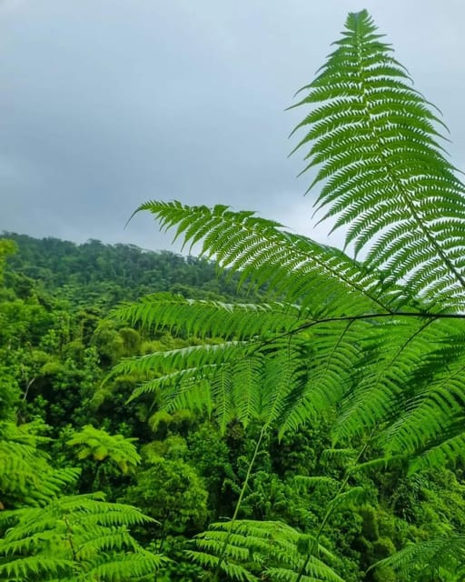 La Soufriere Volcano Hike in St Vincent - Key Points