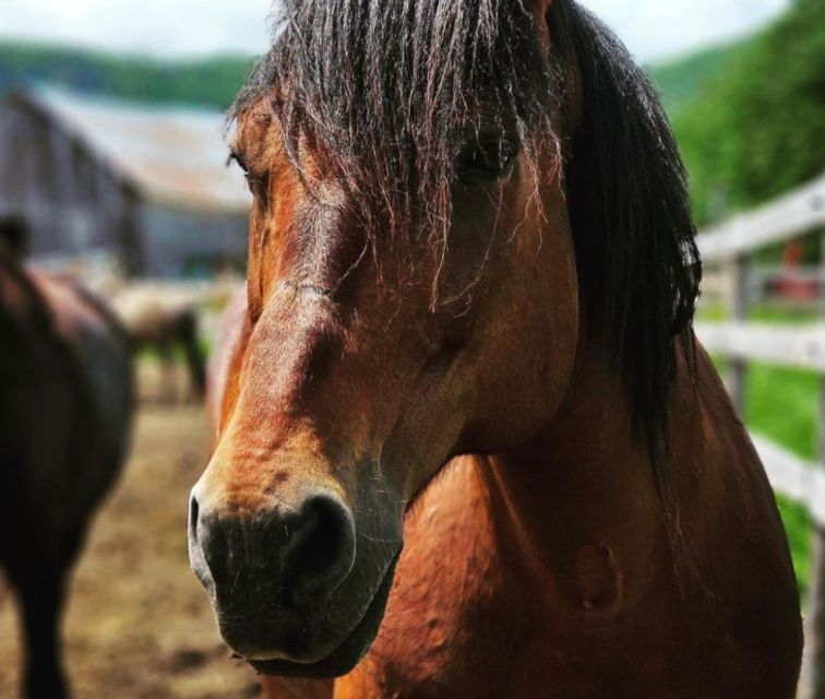 La Vallée: a Charming Introduction to Horseback Riding - Safety Considerations and Restrictions