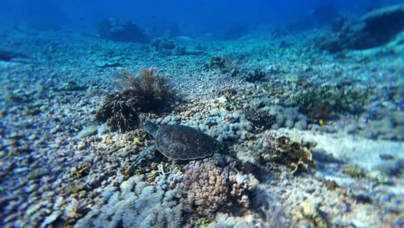 Labuan Bajo: 2 Nights Komodo Liveaboard on Phinisi Boat - Who Is This Tour Best Suited For?