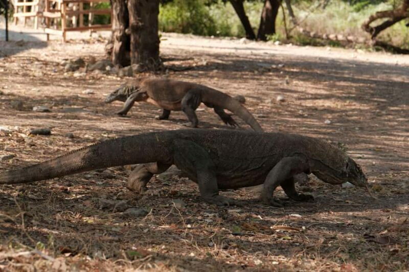 Labuan Bajo: 2 Nights Komodo Liveaboard on Phinisi Boat - The Sum Up