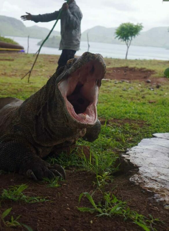 Labuan Bajo: 2D1N Komodo & Pink Beach Shared Boat Tour - The Sum Up