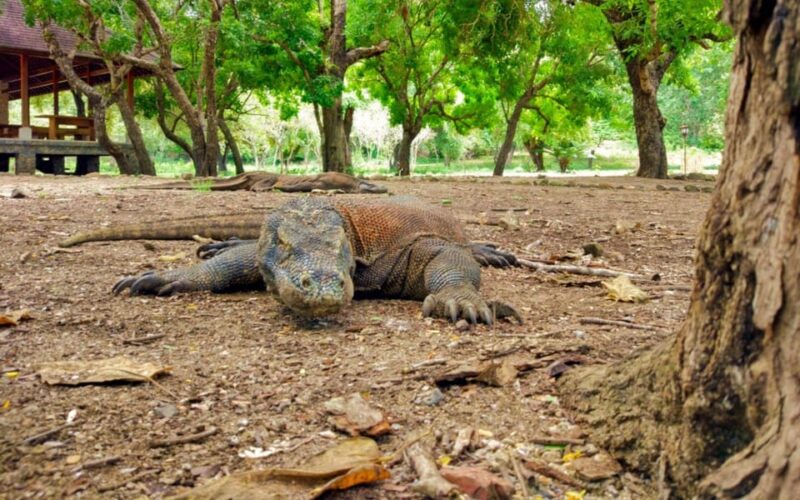 LABUAN BAJO EXCURSIONS : DAY SEA TOUR - Departure and Return Details