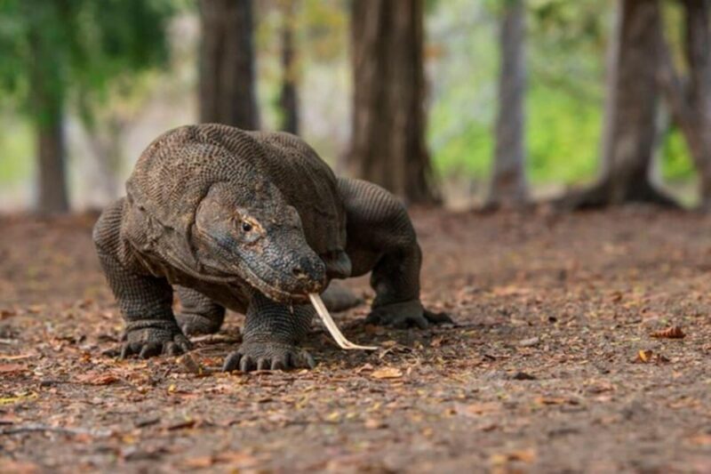 Labuan Bajo: Full Day Trip to Komodo & Islands - Encountering Komodo Dragons