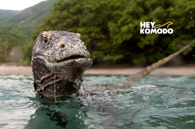 Labuan Bajo: Komodo Island 6 Spots Speedboat Tour With Lunch - Important Information