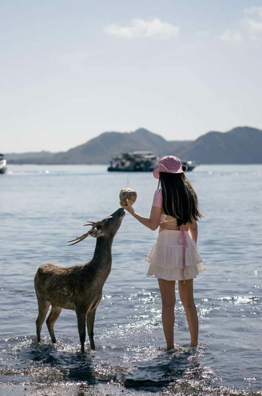 Labuan Bajo: Komodo Private and Shared Speedboat Day Trip - Starting the Day: Pickup and Early Departure
