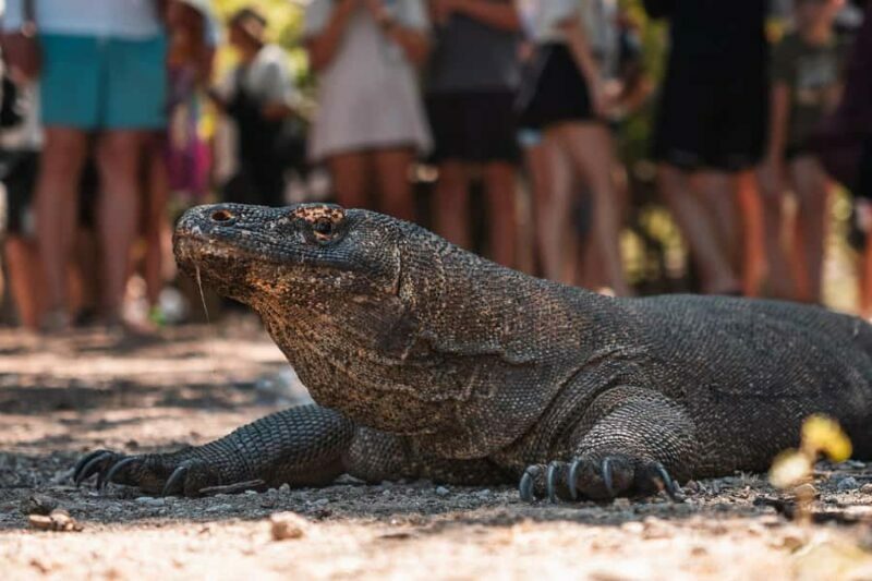 Labuan Bajo: Komodo Private and Shared Speedboat Day Trip - Optional Add-Ons: Sunrise Trek and Sunset Flying Fox