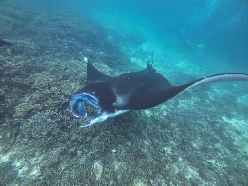 Labuan Bajo: One Day Tour to Explore Komodo National Park - The Sum Up