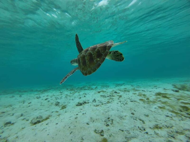 Labuan Bajo: One Day Tour to Explore Komodo National Park - FAQ