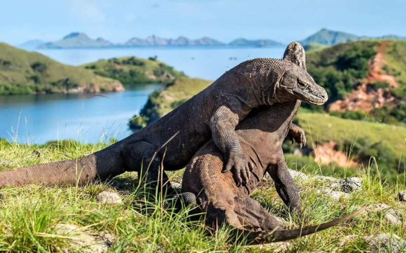 Labuan Bajo: Private Komodo Island & Waerebo Tour 5 Days - Key Points
