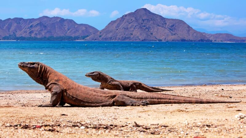 Labuan Bajo : Rent Private Speedboat Full Day Komodo Tour - Itinerary and Highlights