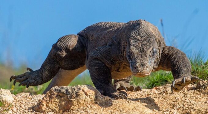 Labuan Bajo: Swim and Snorkel Komodo Island Trip With Lunch - Transportation and Logistics