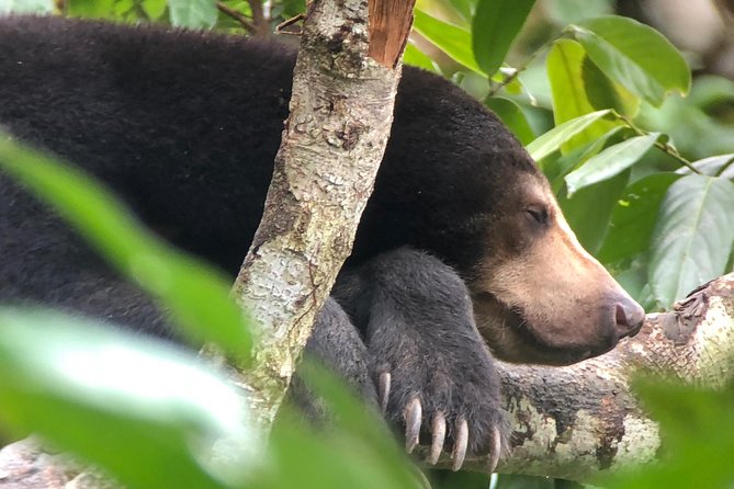 Labuk Proboscis, Sepilok, Sun Bear, Sandakan City Tour & Lunch - Inclusions and Amenities