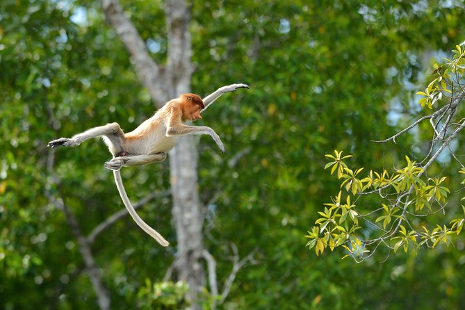 Labuk Proboscis, Sepilok, Sun Bear, Sandakan City Tour & Lunch - Accessibility and Participation