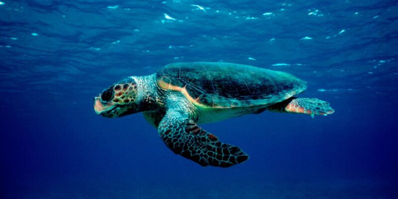 Laganas: Zakynthos Marine Park and Turtle Spotting Boat Tour - Activity and Duration