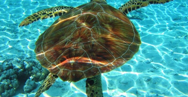 Laganas: Zakynthos Marine Park and Turtle Spotting Boat Tour - Pricing and Booking