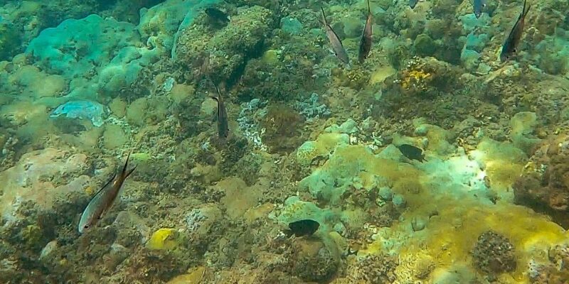 Laginha Beach: Snorkeling Gear Rental - Key Points