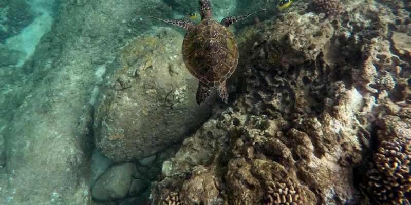 Laginha Beach: Snorkeling Gear Rental - Booking and Reservations