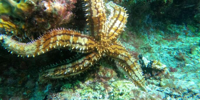 Laginha Beach: Snorkeling Gear Rental - What to Bring