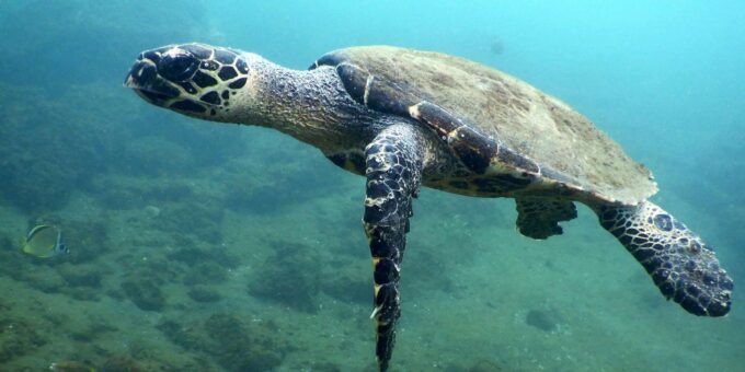 Laginha Beach: Snorkeling Gear Rental - Safety and Restrictions
