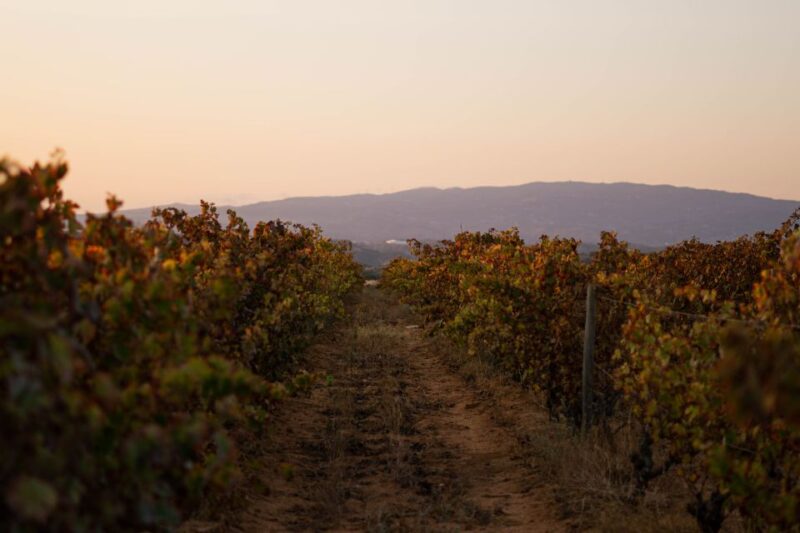 Lagoa: 2.5-Hour Vineyard Dinner With Winetasting - Experience Details
