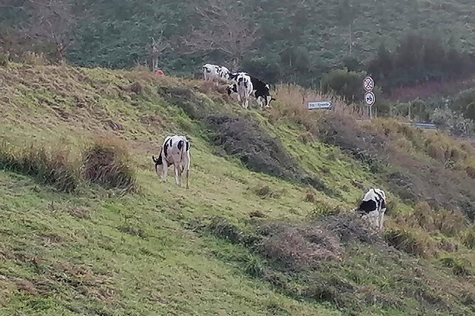Lagoa Do Fogo and Sete-Cidades Full Day Tour With Lunch - Customer Reviews and Ratings