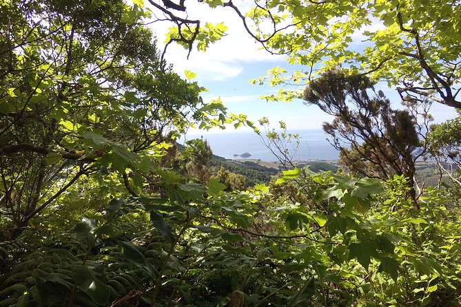 Lagoa Do Fogo Walking Tour With Lunch From Ponta Delgada - Inclusions