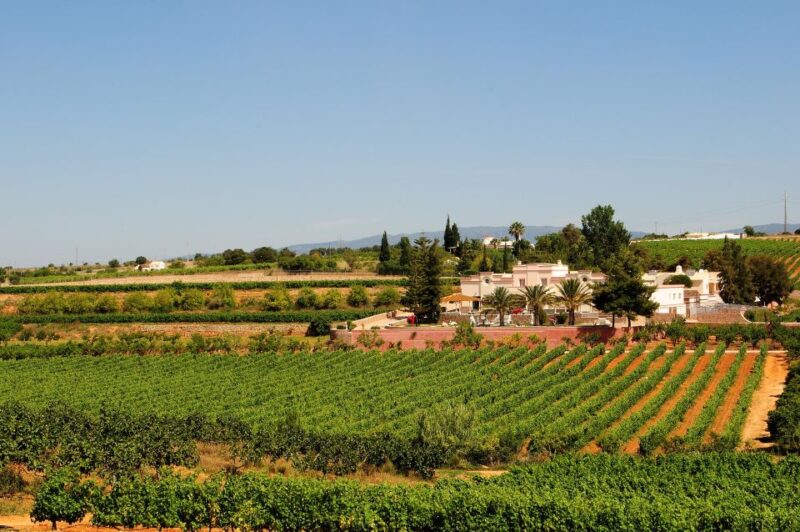 Lagoa: Guided Winery Tour and Local Wine Tasting - Key Points