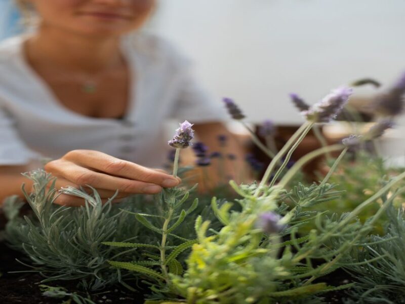 Lagoa: La Eva Spa Treatment and Roseum Full Body Scrub - Accessibility and Group Information