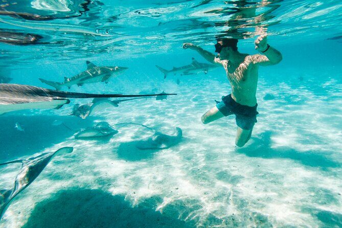 Lagoon and Wildlife Discovery on a Private Boat in Moorea - Practical Details for Planning Your Tour