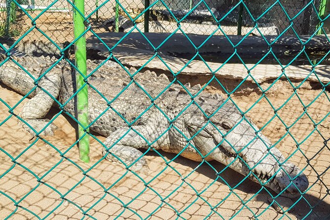 Lagoon Ride AfroMex Village Baby Turtle Release &Croc Farm Visit - Key Points