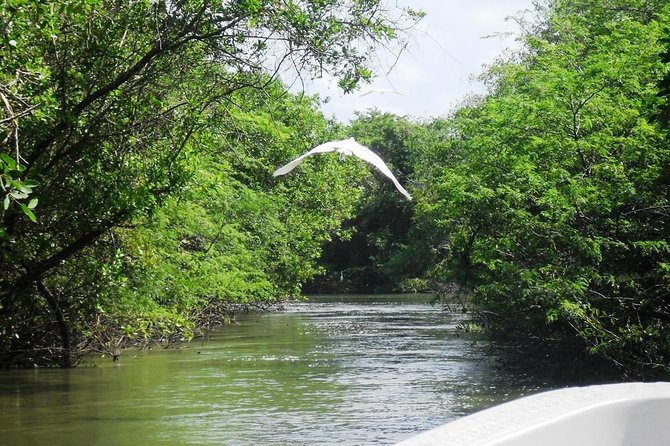 Lagoon Ride AfroMex Village Baby Turtle Release &Croc Farm Visit - Scenic Boat Cruise