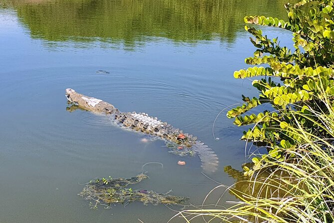 Lagoon Ride AfroMex Village Baby Turtle Release &Croc Farm Visit - Inclusions and Additional Details