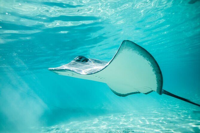 Lagoon Tour in Moorea in Small Group with Lunch - Why This Tour Stands Out